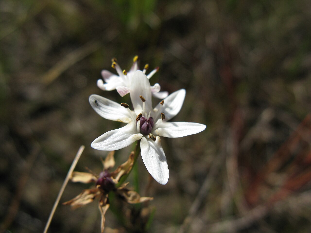 Wurmbea biglandulosa: Native, cool season, perennial, herb 4–30 cm tall. Leaves 3; lower is filiform to linear; upper 2 are dilated at the base. Flowerheads are 1–6-flowered spikes.