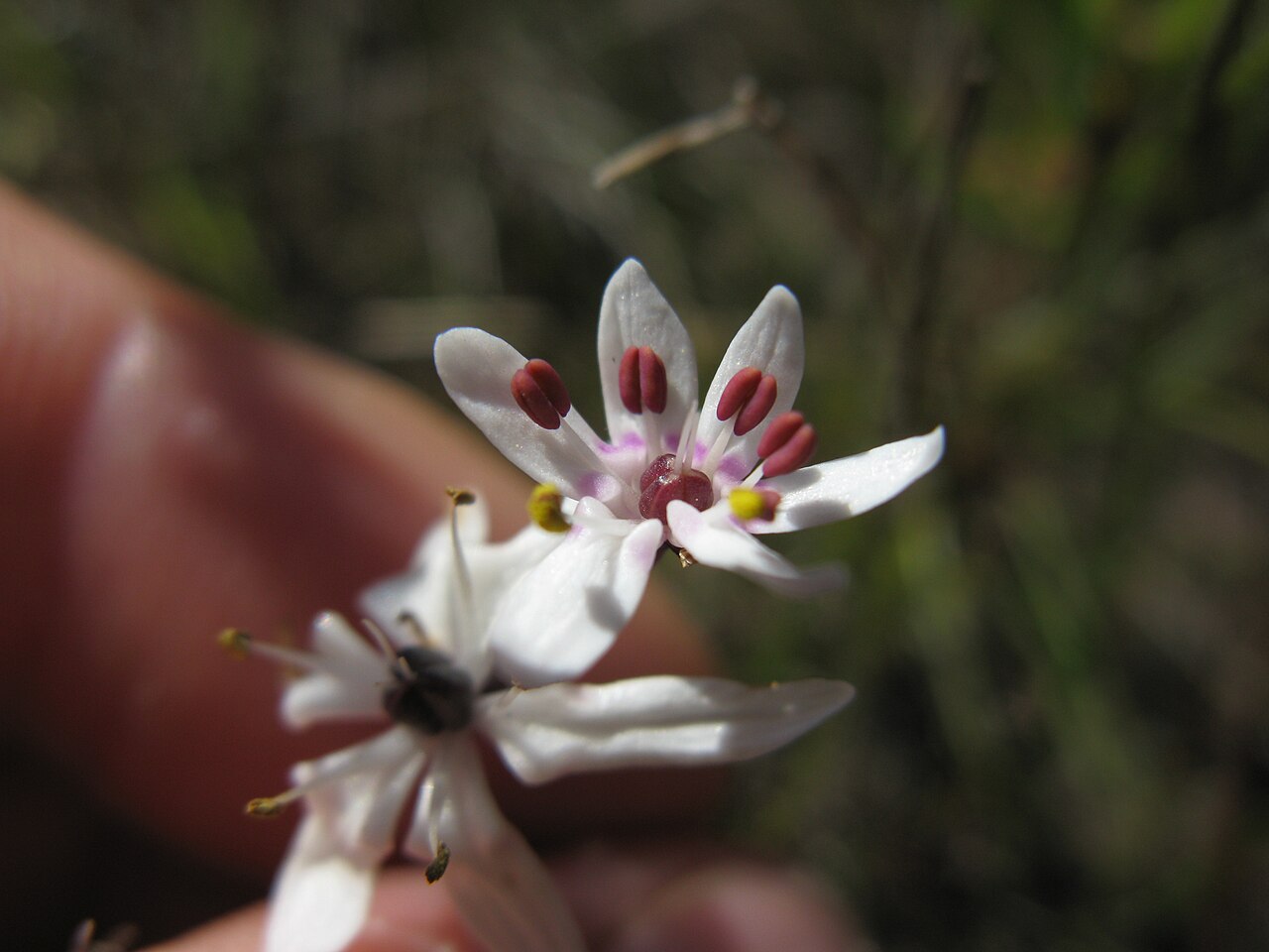 Wurmbea biglandulosa: Native, cool season, perennial, herb 4–30 cm tall. Leaves 3; lower is filiform to linear; upper 2 are dilated at the base. Flowerheads are 1–6-flowered spikes.