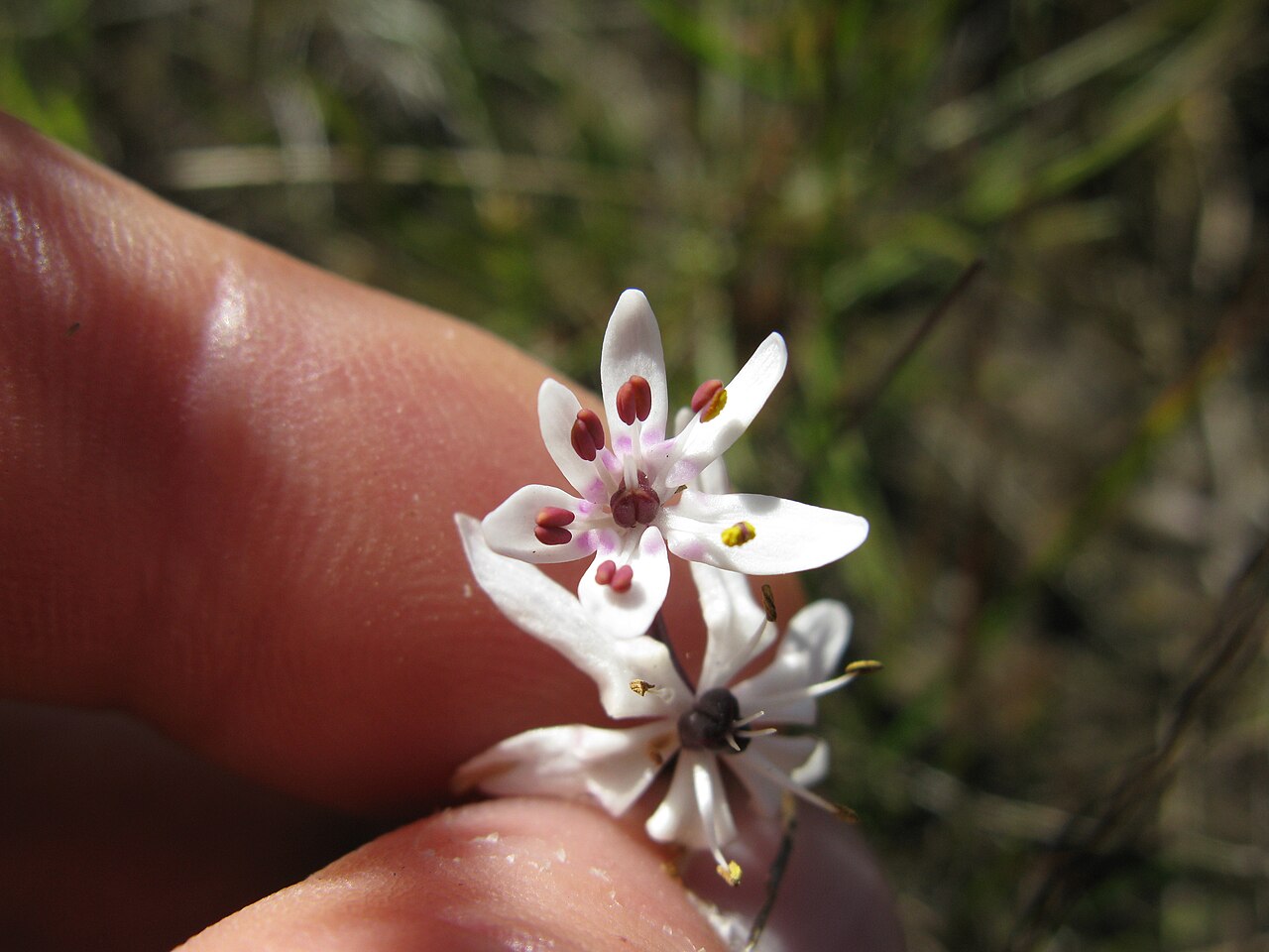 Wurmbea biglandulosa: Native, cool season, perennial, herb 4–30 cm tall. Leaves 3; lower is filiform to linear; upper 2 are dilated at the base. Flowerheads are 1–6-flowered spikes.