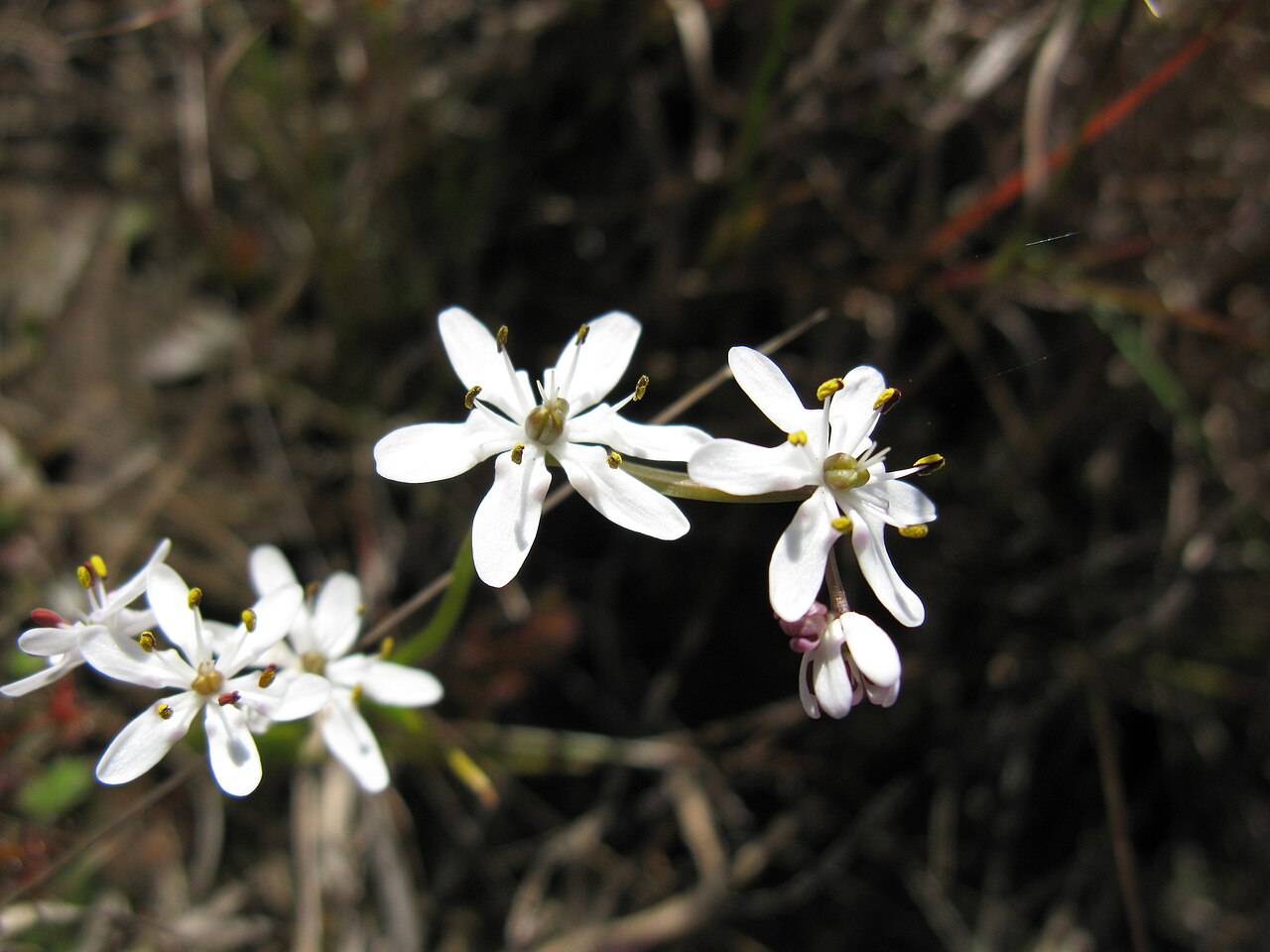 Wurmbea biglandulosa: Native, cool season, perennial, herb 4–30 cm tall. Leaves 3; lower is filiform to linear; upper 2 are dilated at the base. Flowerheads are 1–6-flowered spikes.