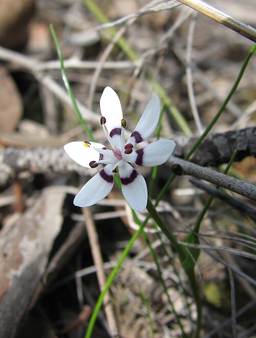 Wurmbea dioica: Wurmbea dioica Paddys Ranges State Park, Victoria, Australia