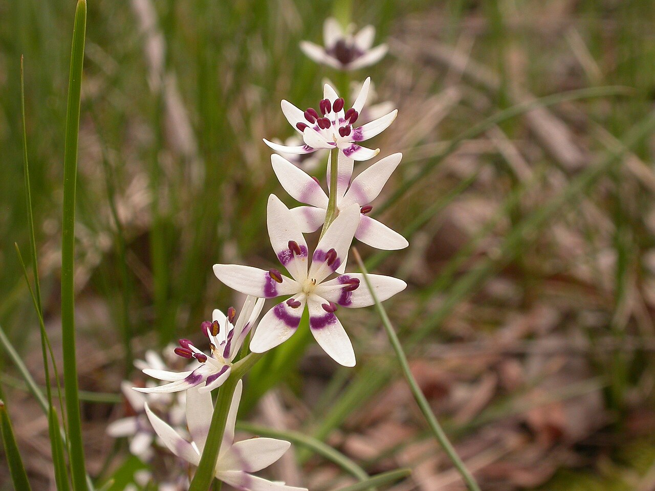 Wurmbea dioica: Wurmbea dioica (R.Br.) F.Muell., male flowers, Black Mountain, ACT, 6 October 2010