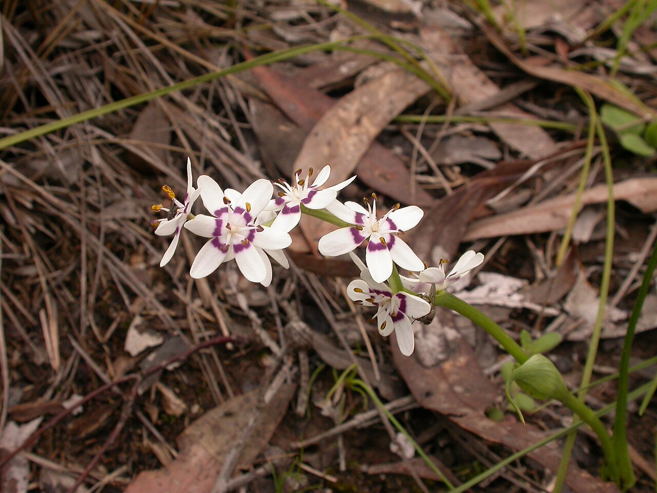 Wurmbea dioica: Wurmbea dioica (R.Br.) F.Muell., male flowers, Aranda Bushland, Canberra, ACT, 16 October 2010