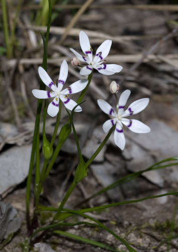 Wurmbea dioica (Wurmbea dioica)