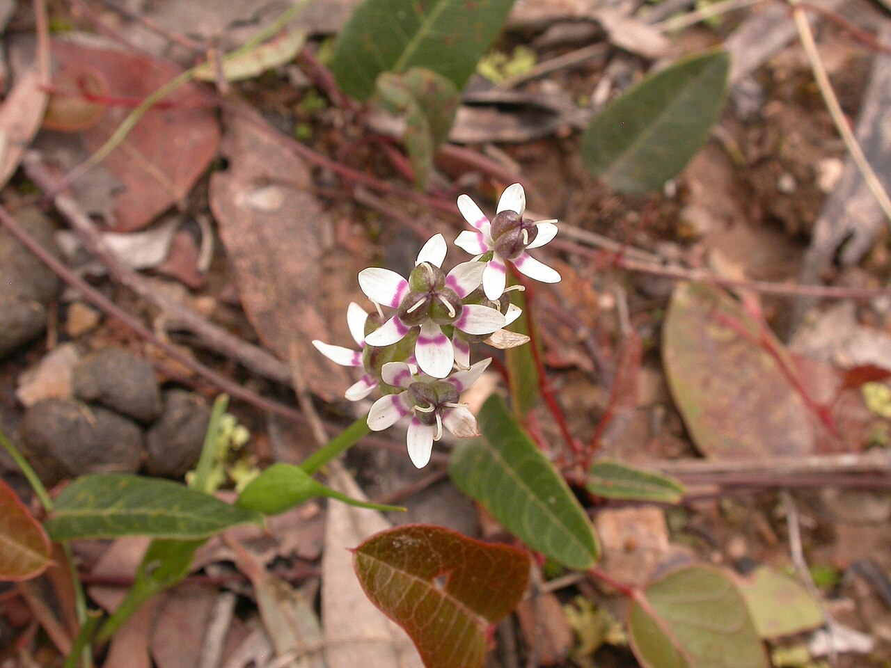 Wurmbea dioica: Wurmbea dioica (R.Br.) F.Muell., female flowers, Aranda Bushland, Canberra, ACT, 16 October 2010