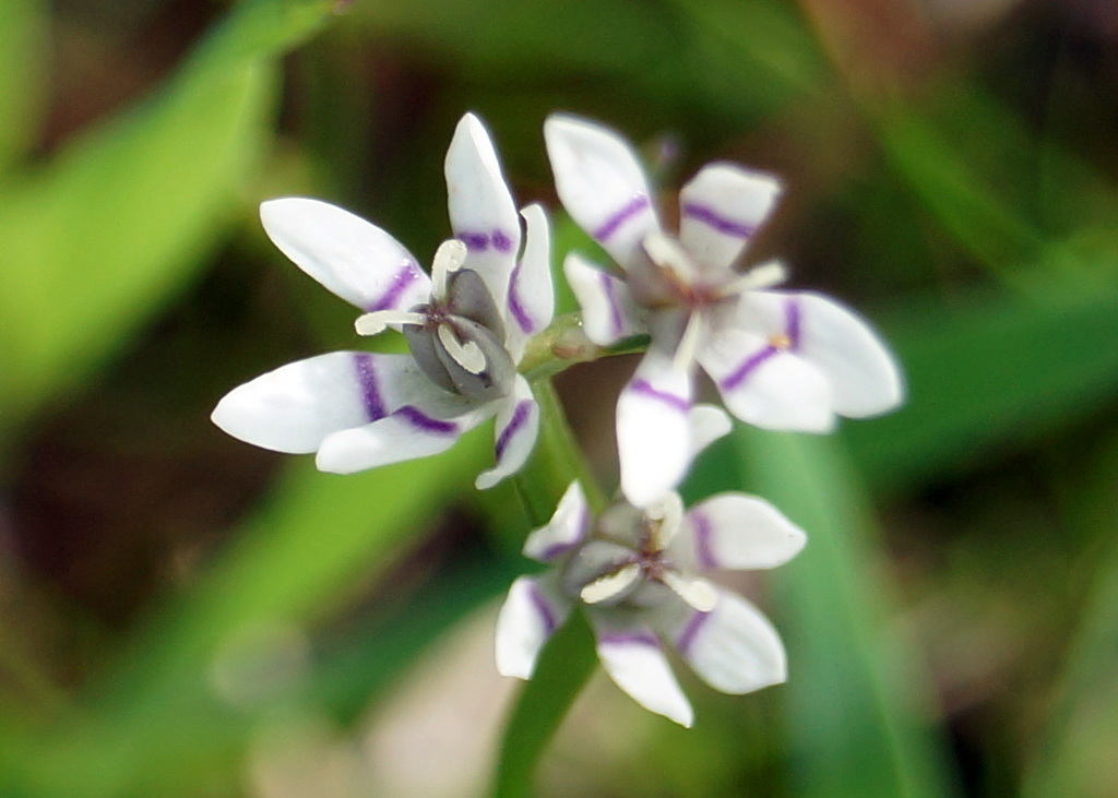Wurmbea dioica (Wurmbea dioica)