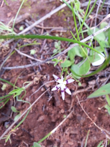 Wurmbea dioica (Wurmbea dioica)