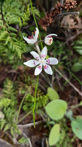 Wurmbea dioica (Wurmbea dioica)
