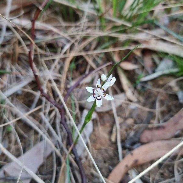 Wurmbea dioica (Wurmbea dioica)