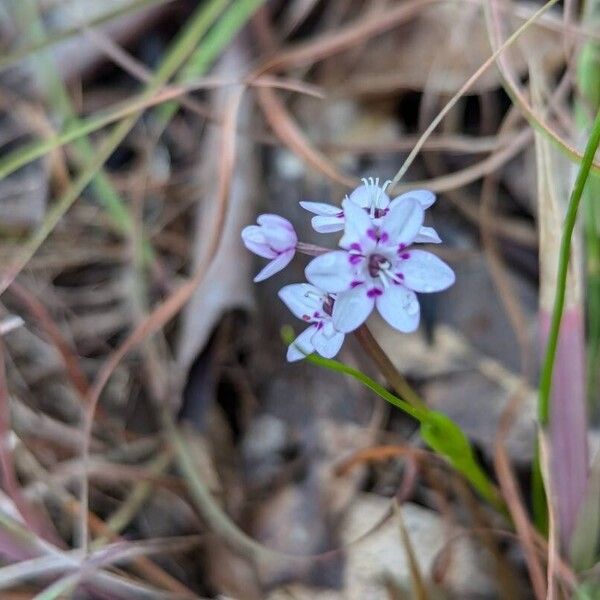 Wurmbea dioica (Wurmbea dioica)