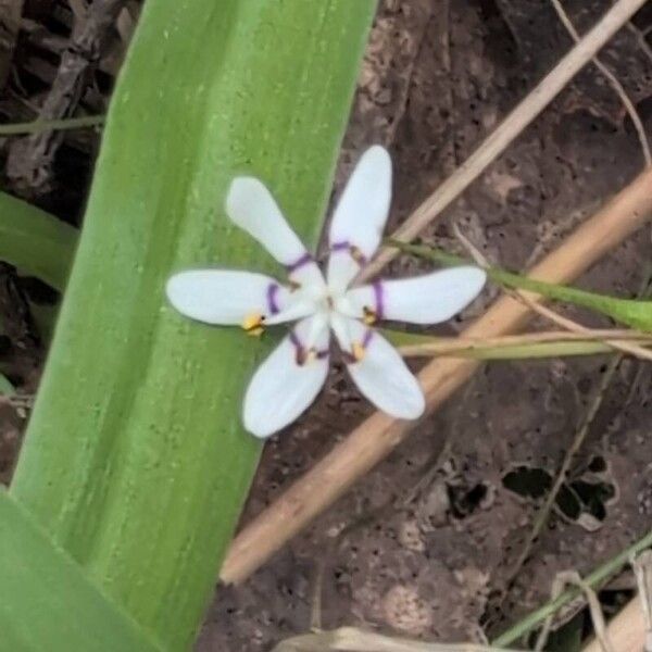 Wurmbea dioica (Wurmbea dioica)