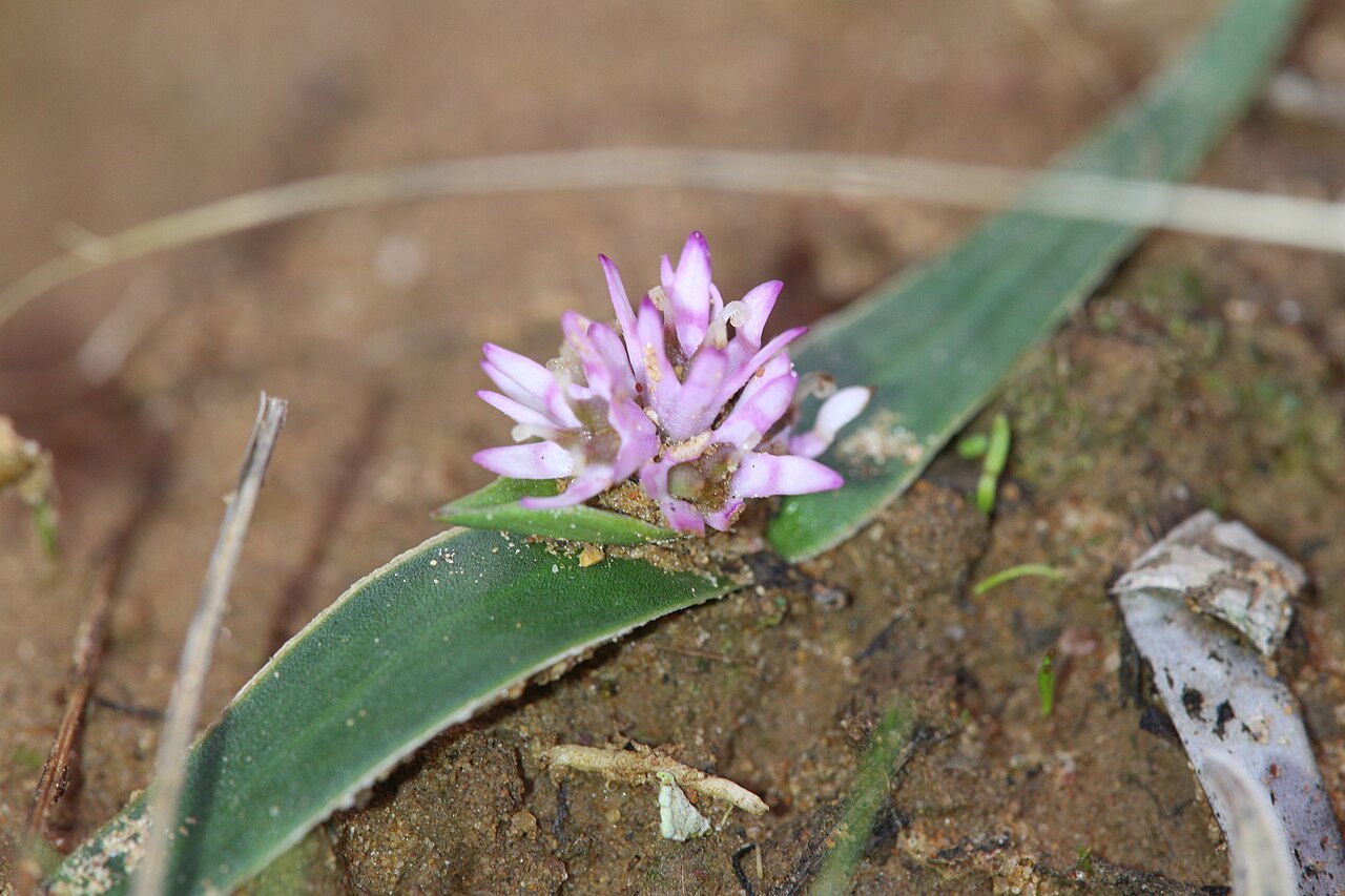 Wurmbea drummondii: Wurmbea drummondii. Species of plant.