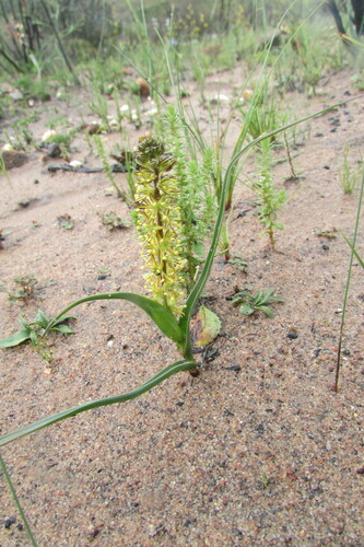 Wurmbea elongata (Wurmbea elongata)