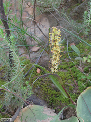 Wurmbea elongata (Wurmbea elongata)