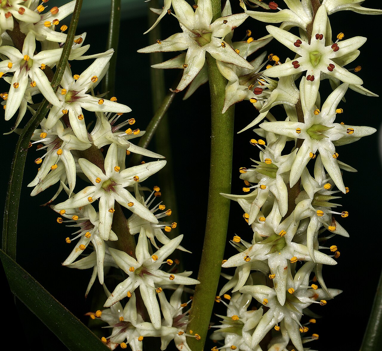 Wurmbea elongata: Wurmbea elongata , flowers; Clanwilliam Wild Flower Show, Clanwilliam, Western Cape, South Africa