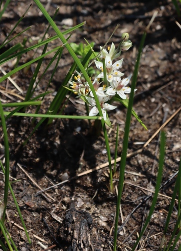 Wurmbea kraussii (Wurmbea kraussii)
