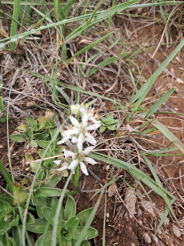 Wurmbea kraussii (Wurmbea kraussii)