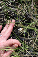 Wurmbea kraussii (Wurmbea kraussii)