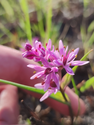 Wurmbea kraussii (Wurmbea kraussii)