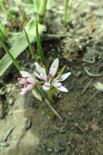 Wurmbea kraussii (Wurmbea kraussii)
