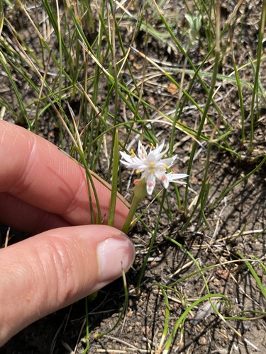 Wurmbea kraussii (Wurmbea kraussii)