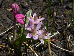 Wurmbea kraussii (Wurmbea kraussii)