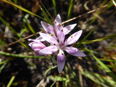 Wurmbea kraussii (Wurmbea kraussii)