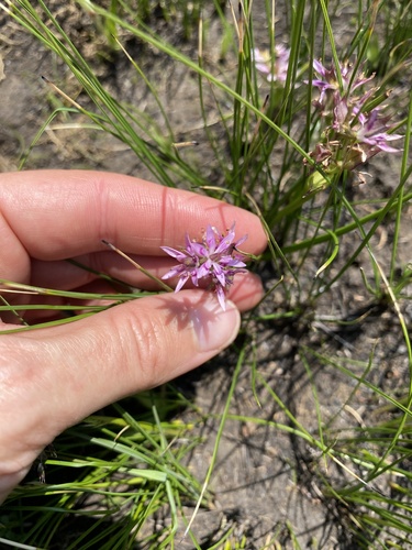 Wurmbea kraussii (Wurmbea kraussii)