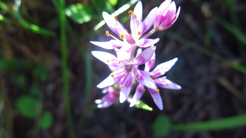 Wurmbea kraussii (Wurmbea kraussii)