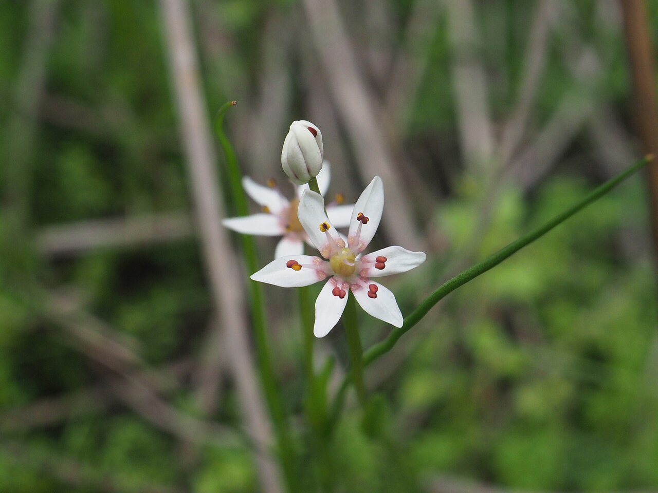 Wurmbea monantha: Wurmbea monantha in Australia