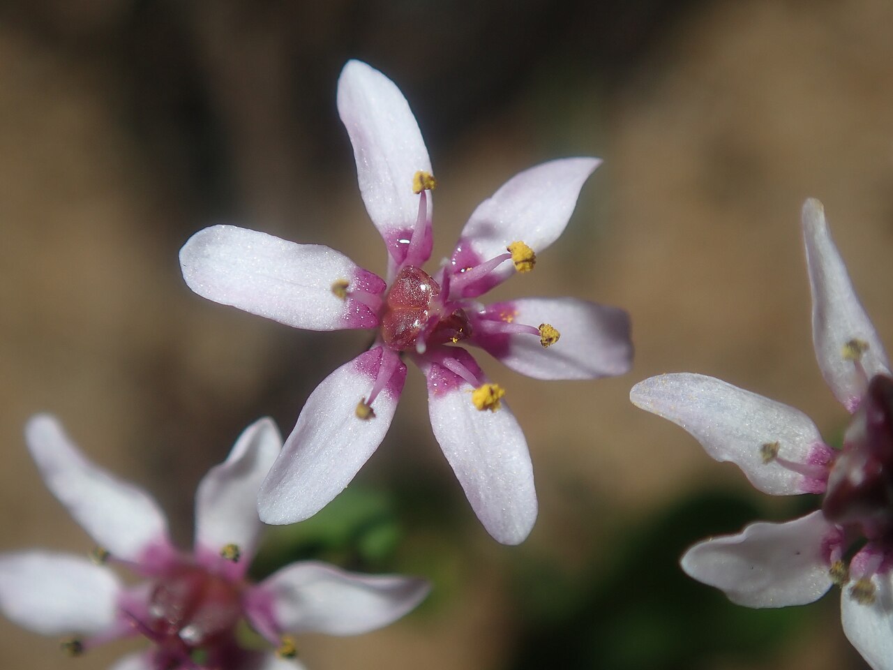 Wurmbea monantha: Wurmbea monantha. Species of plant.