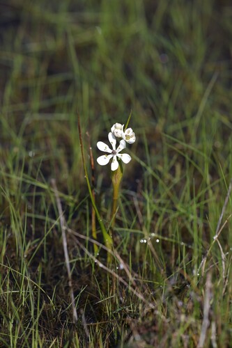 Wurmbea murchisoniana (Wurmbea murchisoniana)