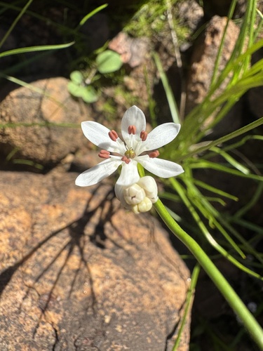 Wurmbea murchisoniana (Wurmbea murchisoniana)