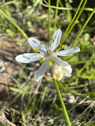Wurmbea murchisoniana (Wurmbea murchisoniana)