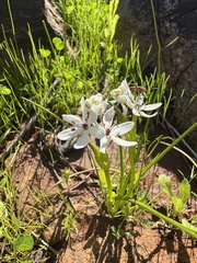 Wurmbea murchisoniana (Wurmbea murchisoniana)