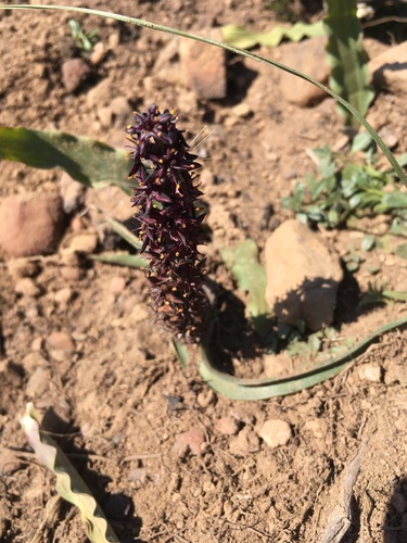 Wurmbea recurva (Wurmbea recurva)