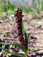 Wurmbea recurva (Wurmbea recurva)