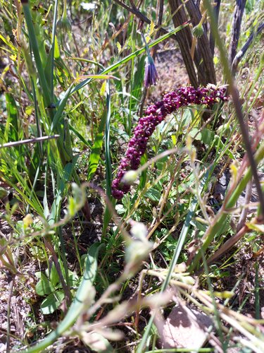 Wurmbea recurva (Wurmbea recurva)
