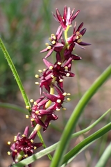 Wurmbea recurva (Wurmbea recurva)