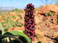 Wurmbea recurva (Wurmbea recurva)