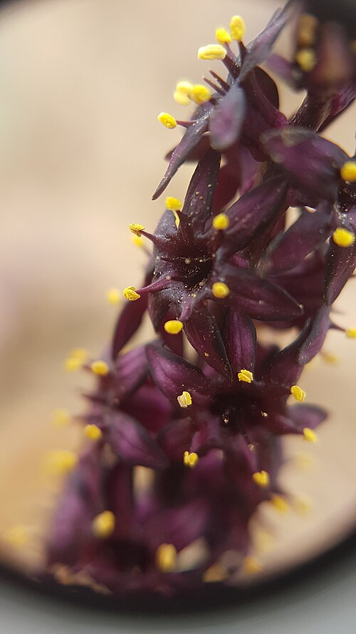 Wurmbea recurva: Black Spikelily ( Wurmbea recurva ) in South Africa