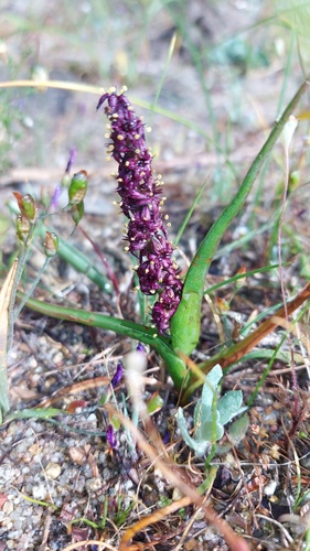 Wurmbea recurva (Wurmbea recurva)