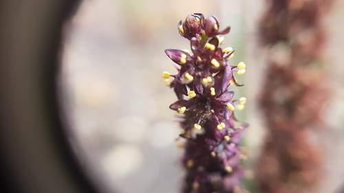 Wurmbea recurva (Wurmbea recurva)