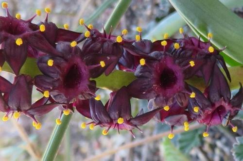 Wurmbea recurva (Wurmbea recurva)