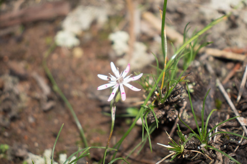 Eight nancy (Wurmbea tenella)