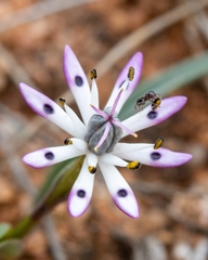 Eight nancy (Wurmbea tenella)