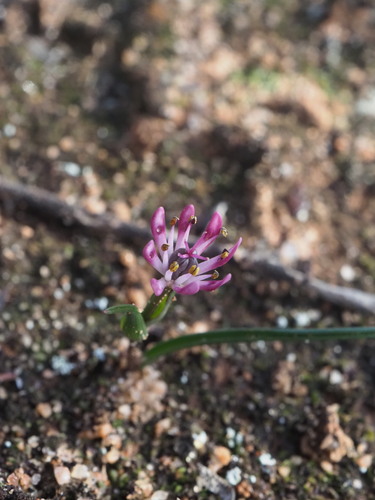 Eight nancy (Wurmbea tenella)