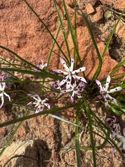 Eight nancy (Wurmbea tenella)