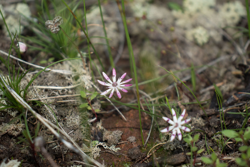 Eight nancy (Wurmbea tenella)