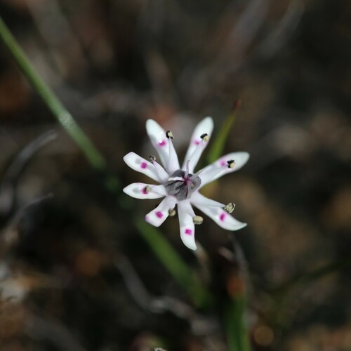 Eight nancy (Wurmbea tenella)